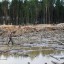 Бурштиновий Клондайк: нелегальний бізнес, який приносить мільярди