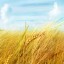 Гліфосат: про що варто знати?