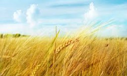 Гліфосат: про що варто знати?