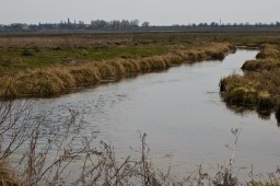 БЕЗВІСТИ ЗНИКЛУ ДУБЕНЧАНКУ ЗНАЙШЛИ МЕРТВОЮ У ВОДОЙМІ