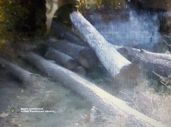 На перегоні Дубно-Озеряни виявили незаконну порубку лісу