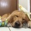 Домашніх улюбленців запрошують на виставку