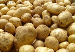 Продам картоплю велику