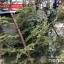 Купувати ялинку можна лише зі штрих-кодом