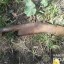 У двох мешканців Дубна вилучили 16 патронів різного калібру та металевий ніж