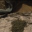 У млинівчанина знайшли понад 300 грам марихуани