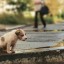 4 квітня - Міжнародний День бродячих тварин