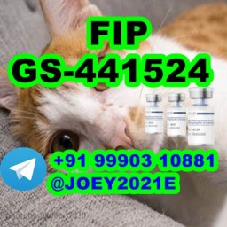 GS-441524 cat Fip Feline Infectious Peritonitis GS-441524 cat Fip Feline Infectious Peritonitis
