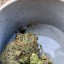 whatsapp ☎ +1 4784120391 to Buy CBD OIL,buy weed, Powerful Strains of weed,buy weed    TELEgram @mad