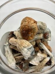 Buy Golden Teacher Cubensis Mushrooms Online in Canada Buy Golden Teacher Cubensis Mushrooms Online in Canada