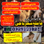 Amil baba/Online Istikhara Expert,Amila Baji Aslii,Canada##Kalajadu Expert,Amil baba Pakistan/Lahore